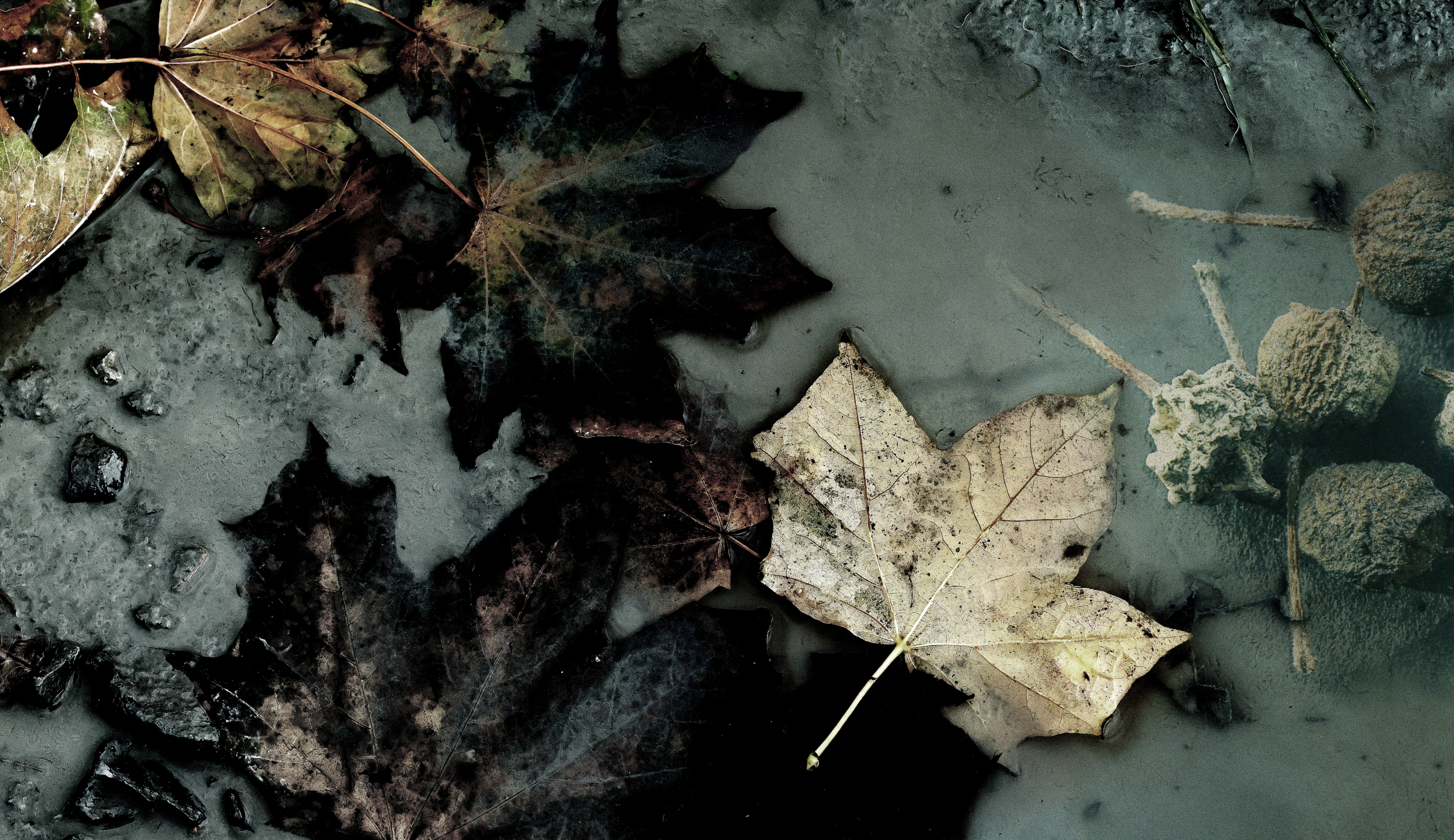 herbstcollage