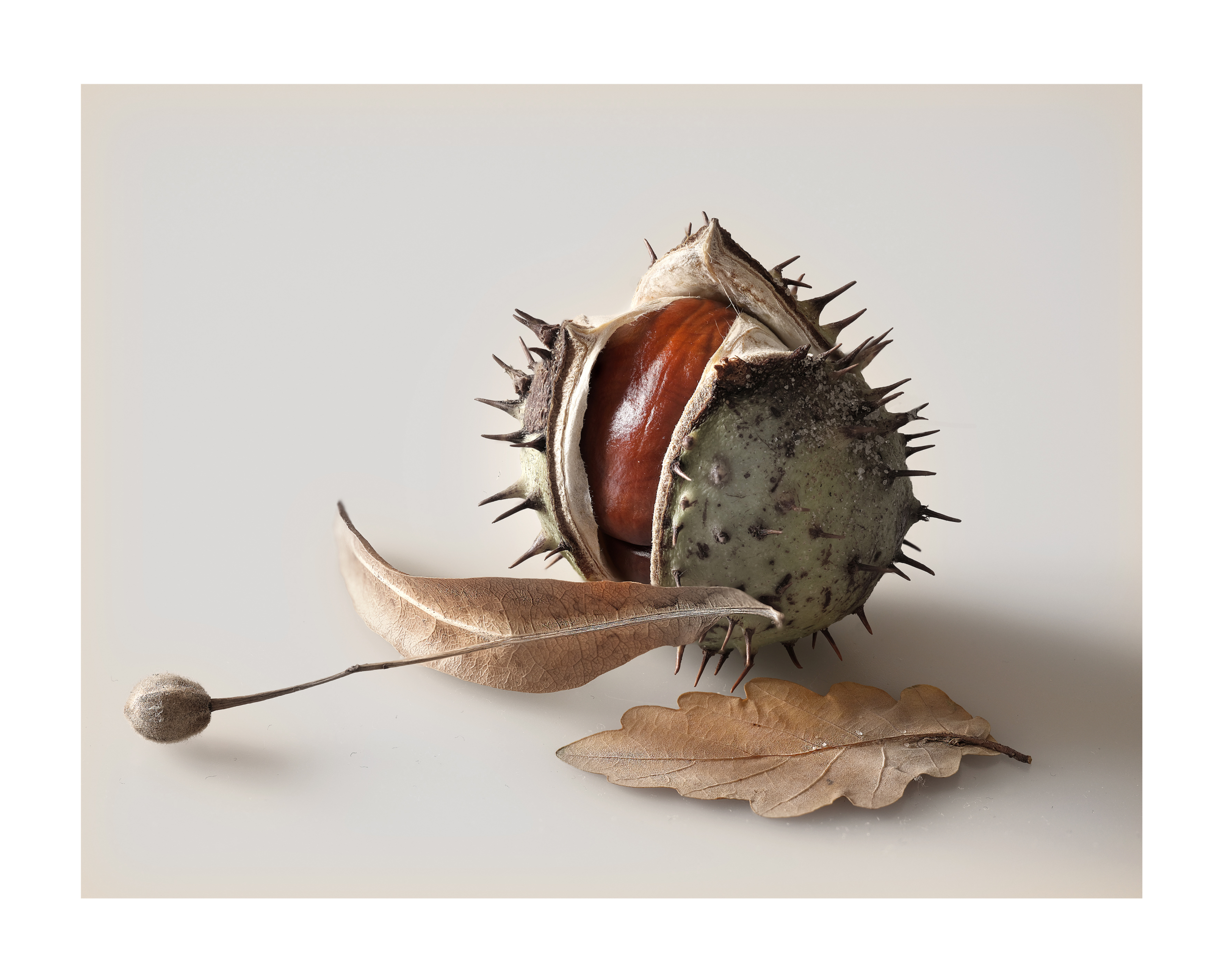 LINDE + KASTANIE Kopie