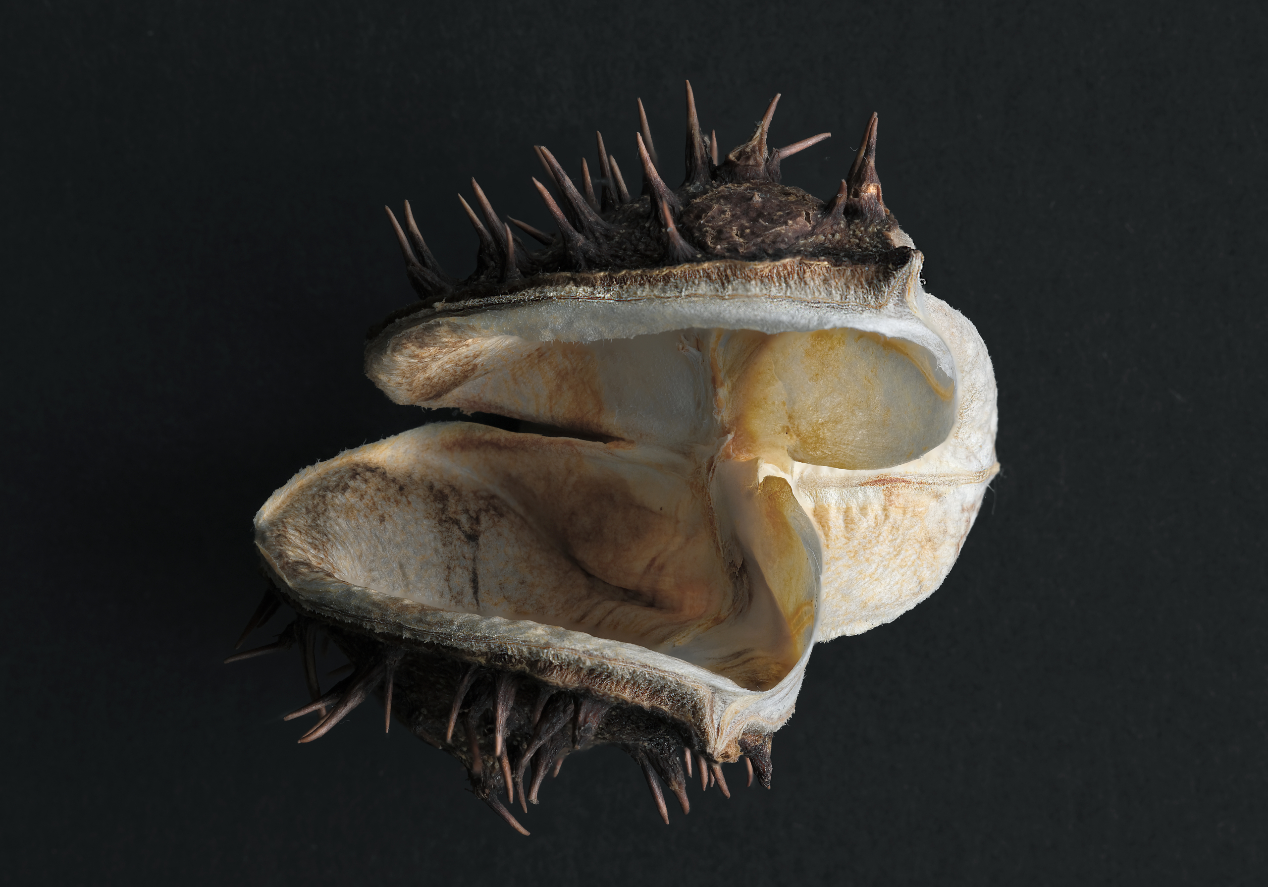 Stacked from 50 images. Method=B (R=9,S=5)