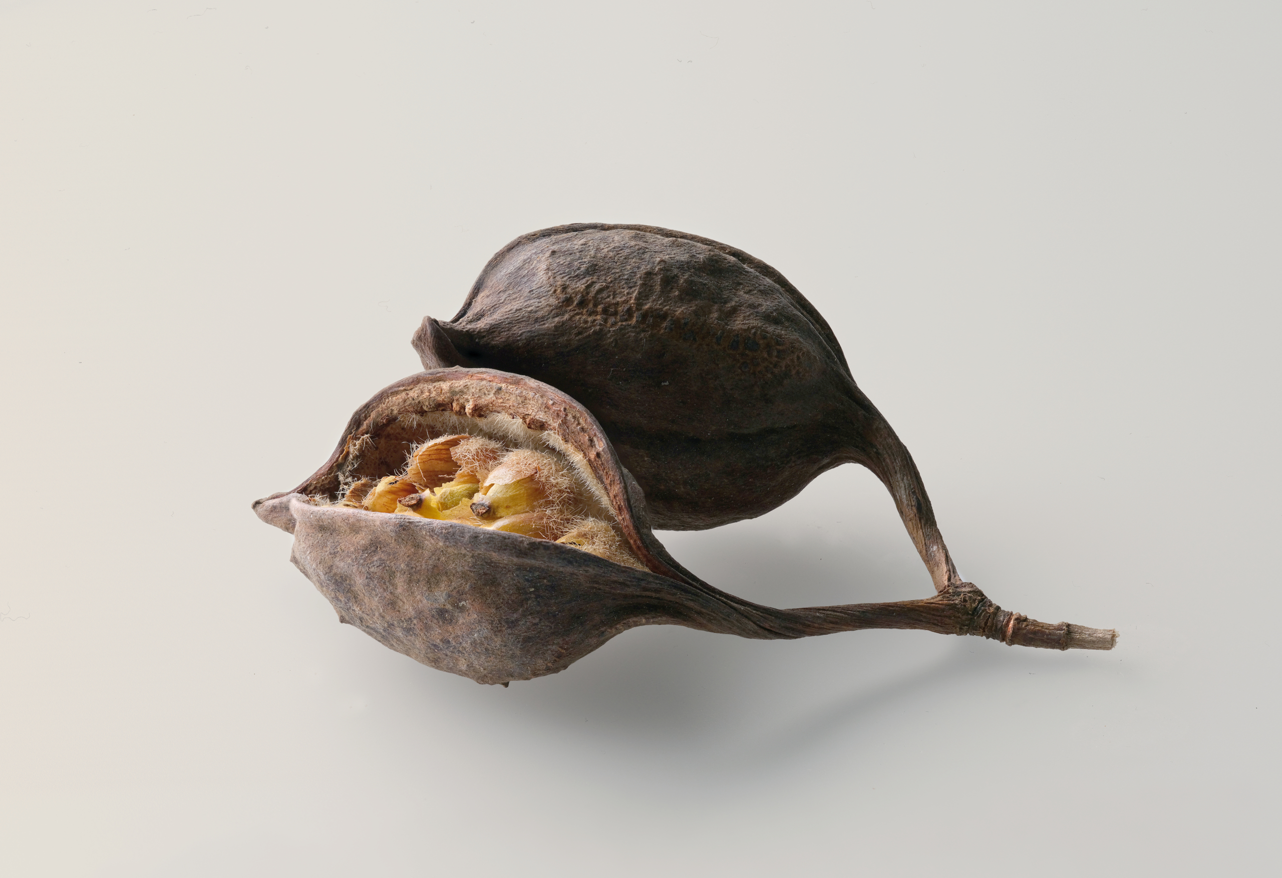 BRANCHYCITON POPULNEUS Kopie